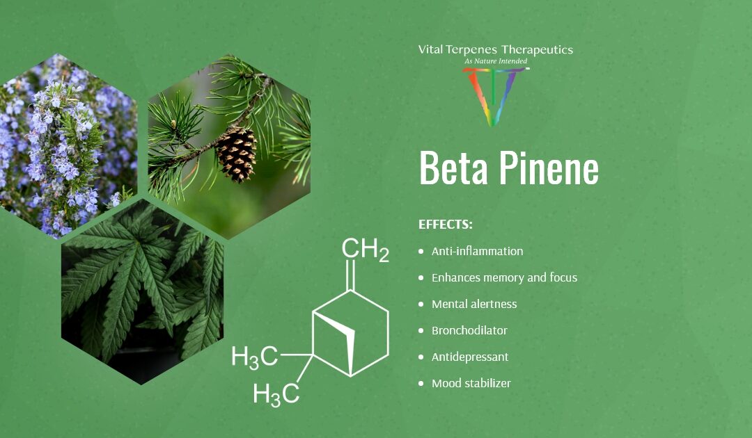 Beta Pinene