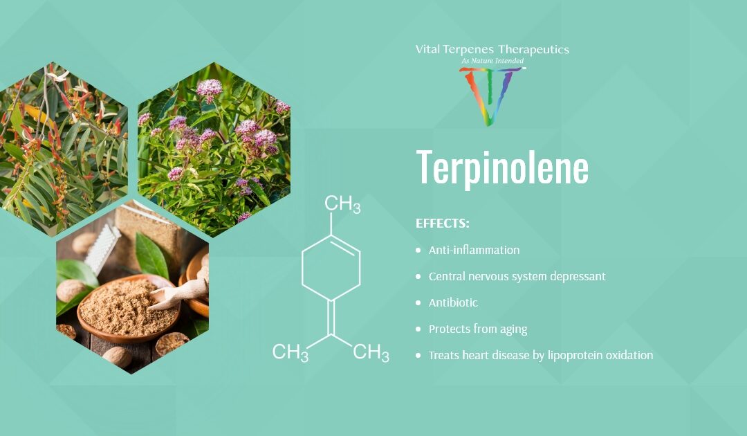 Terpinolene