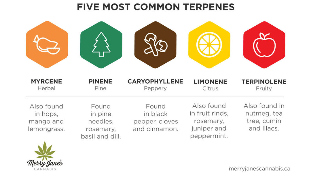 Popular Anti-Inflammatory Hemp and Cannabis Terpenes
