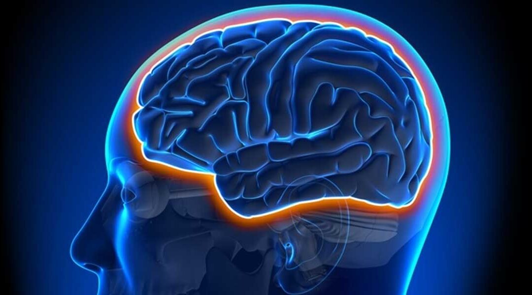 What Is The Blood Brain Barrier?  BBB