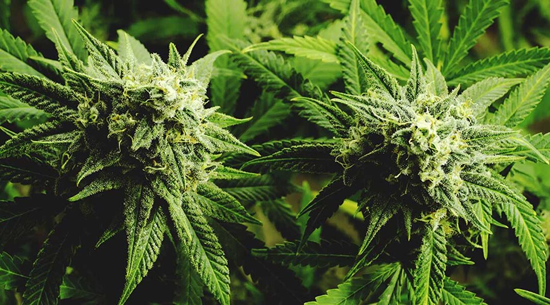 My Story Vital Terpenes Therapeutics